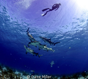 Free diver, tiger beach, lemon sharks, canon 5d mark ll, ... by Dave Miller 